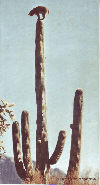 Ƥ(1953)1527,8cm 